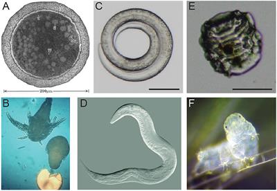 Mechanisms of Desiccation Tolerance: Themes and Variations in Brine Shrimp, Roundworms, and Tardigrades